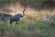 heimlich... Grauer Kranich *Grus grus* in typischem Umfeld