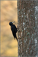 typisches Bild... Schwarzspecht *Dryocopus martius*, Weibchen klettert Baum hoch