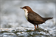 erfolgreicher Beutezug... Wasseramsel *Cinclus cinclus*