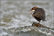 Schnabel putzen... Wasseramsel *Cinclus cinclus* bei der Körperpflege