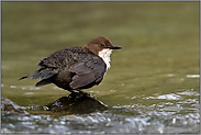 Gefieder ausschütteln... Wasseramsel *Cinclus cinclus* nach dem Tauchgang