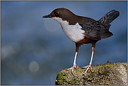 hohe, kräftige Beine... Wasseramsel *Cinclus cinclus* frei auf einem Stein stehend