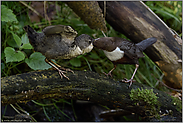 die Fütterung... Wasseramsel *Cinclus cinclus*