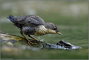 noch sehr vorsichtig... Wasseramsel *Cinclus cinclus*