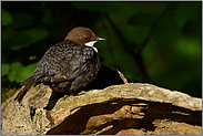 an ihrem Ruheplatz... Wasseramsel *Cinclus cinclus*