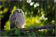 den Tag verschlafen... Waldohreulenästling *Asio otus* ruht in einem Nadelbaum