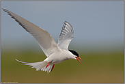 der längste Flug... Küstenseeschwalbe *Sterna paradisaea*