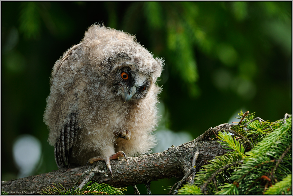 wilder Blick... Waldohreulenästling *Asio otus*