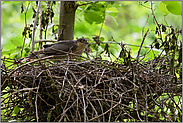 kurzer Besuch... Sperber *Accipiter nisus*, Terzel ( Männchen ) am Nest