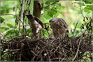 Beuteübergabe... Sperber *Accipiter nisus* bei der Jungenaufzucht