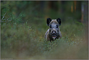 Überraschung... Wildschwein *Sus scrofa* mitten im Wald