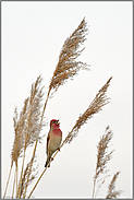 Sänger im Ried... Karmingimpel  *Carpodacus erythrinus*