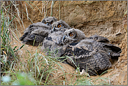 Schlafgemeinschaft... Europäischer Uhu *Bubo bubo*