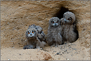 lustige Bande... Europäischer Uhu *Bubo bubo*, junge Eulen