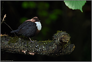 auf dem Ruheplatz... Wasseramsel *Cinclus cinclus*