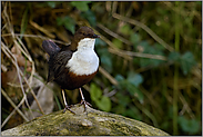 aufmerksam... Wasseramsel *Cinclus cinclus*