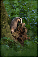 an der alten Eiche... Europäischer Dachs *Meles meles* im Baum