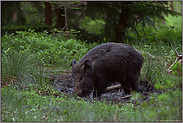 an der Suhle... Wildschwein *Sus scrofa*