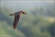 im Jagdrevier... Wanderfalke *Falco peregrinus* im Flug über offener Landschaft