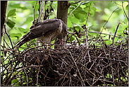 beim Zerkleinern der Beute... Sperber *Accipiter nisus* am Nest