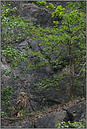 gestrenger Blick... Europäischer Uhu *Bubo bubo*, Jungvogel