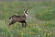 los geht's... Gämse *Rupicapra rupicapra*, Gamskitz auf einer Blumenwiese