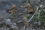 dreifacher Nachwuchs... Europäischer Uhu *Bubo bubo*, Jungvögel im Steinbruch
