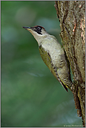 alles unter Kontrolle... Grünspecht *Picus viridis* schaut sich um