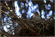 im Fichtenbestand... Sperber *Accipiter nisus*, Sperberweibchen auf dem Nest