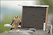 Nachwuchs... Wanderfalke *Falco peregrinus* vor installierter Nisthilfe