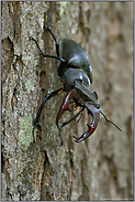 Insekt des Jahres 2012... Hirschkäfer *Lucanus cervus*