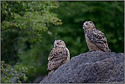 zwei Junguhus... Europäischer Uhu *Bubo bubo*