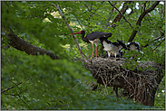 stets in Eile... Schwarzstorch *Ciconia nigra*, Altvogel am Horst