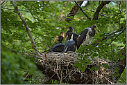 warten auf den Augenblick... Schwarzstorch *Ciconia nigra*, Storchennest im Buchenwald