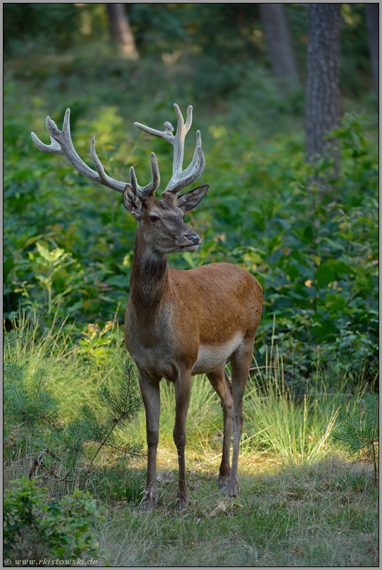 mitten im Wald&hellip; Rothirsch <em>Cervus elaphus</em>, junger Hirsch im Bast