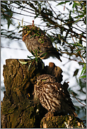 Pat und Patachon... Steinkäuze *Athene noctua* in der Abenddämmerung