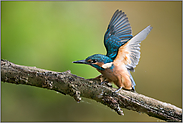 flügelschlagend... Eisvogel *Alcedo atthis*, Jungvogel