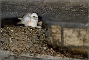 fast flügge... Rauchschwalbe *Hirundo rustica* mit Leuzismus