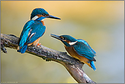 unterwürfig... Eisvogel *Alcedo atthis*, Jungvogel bettelt Altvogel um Futter an (4/5)