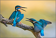 wehrhaft... Eisvogel *Alcedo atthis*, Altvogel streitet mit Jungvogel (2/5)