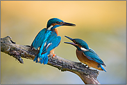 Unverständnis... Eisvogel *Alcedo atthis*, Jungvogel mit Altvogel (1/5)