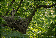 einer von vieren... Schwarzstorch *Ciconia nigra*, Jungstorch im Nest