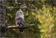 seltene Eule... Habichtskauz *Strix uralensis* im Baum