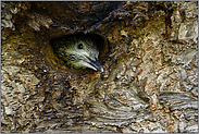 ein Köpfchen schaut aus der Höhle... Grünspecht *Picus viridis*, junger Grünspecht