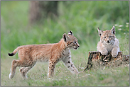 Geschwister... Eurasischer Luchs *Lynx lynx*, Jungkatzen