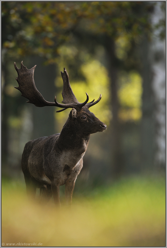 im Spätsommer Damhirsch *Dama dama* im Wald