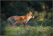 aufmerksam beobachtend... Rotfuchs *Vulpes vulpes* am Waldrand mit gespitzten Ohren