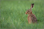 alles fest im Blick... Feldhase *Lepus europaeus* sitzt in der Wiese