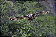 Gleitflug... Europäischer Uhu *Bubo bubo* im lautlosen Flug