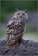 Federohren... Europäischer Uhu *Bubo bubo* mit aufgestellten Federohren